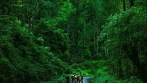 Anand Mahindra Celebrates Chikkamagaluru’s Rich History Of Coffee’s Introduction To India